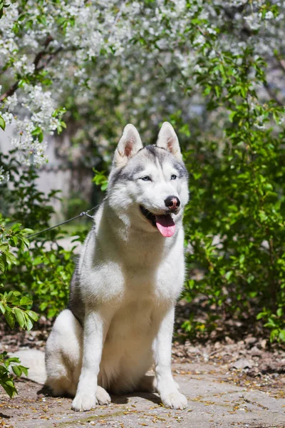 Retrato de cerca de un perro. Husky siberiano con ojos azules. Perro de trineo en el fondo de flores de primavera . — Foto de Stock