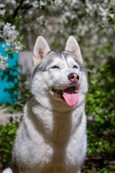 Retrato de cerca de un perro. Husky siberiano con ojos azules. Perro de trineo en el fondo de flores de primavera . — Foto de Stock