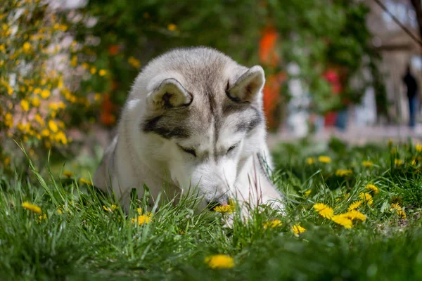 Retrato de cerca de un perro. Husky siberiano con ojos azules. Perro de trineo en el fondo de flores de primavera . —  Fotos de Stock