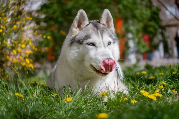 Gros plan portrait d'un chien. Husky sibérien aux yeux bleus. Chien de traîneau sur fond de fleurs printanières . — Photo