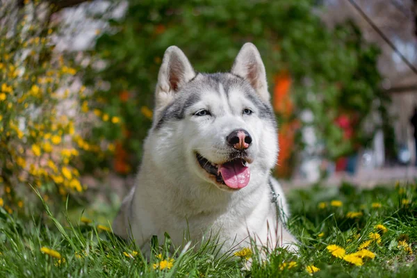 강아지의 클로즈업 초상화입니다. 시베리아 파란 눈을 가진 실 팍 사람 봄 꽃의 배경에 썰매 개. — 스톡 사진