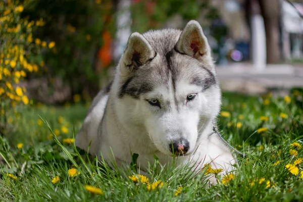 Retrato de perto de um cão. Husky siberiano com olhos azuis. Cão de trenó no fundo das flores da primavera . — Fotografia de Stock