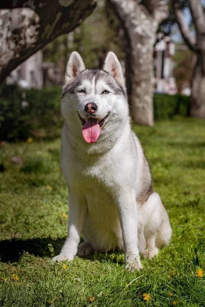 Close-up portrait of a dog. Siberian Husky with blue eyes. Sled dog on the background of spring flowers. — Stock Photo, Image