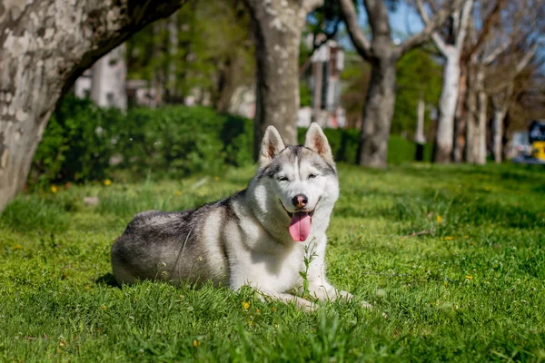 Yakın çekim portre bir köpek. Mavi gözlü Sibirya Husky. Bahar çiçekleri arka plan üzerinde kızak köpek. — Stok fotoğraf
