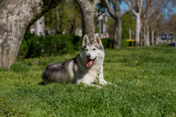 クローズ アップ犬の肖像画。青い目のシベリアン ハスキー。春の花の背景にそり犬. — ストック写真