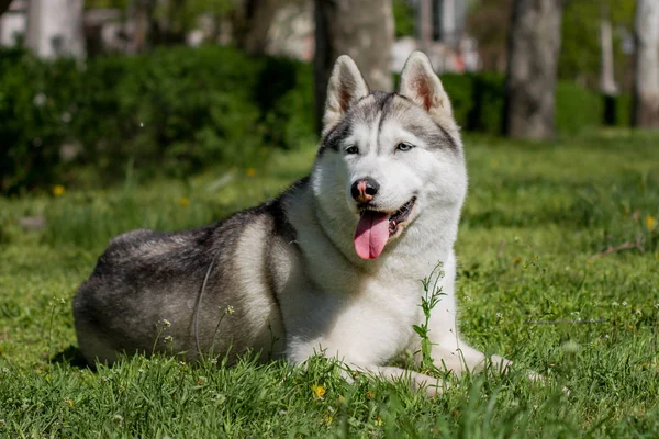 Retrato de cerca de un perro. Husky siberiano con ojos azules. Perro de trineo en el fondo de flores de primavera . — Foto de Stock