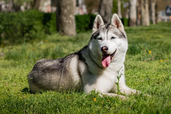 狗的特写镜头。西伯利亚赫斯基, 蓝眼睛。在春花的背景下雪橇狗. — 图库照片
