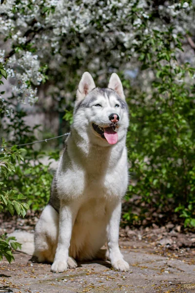 Retrato de perto de um cão. Husky siberiano com olhos azuis. Cão de trenó no fundo das flores da primavera . Imagem De Stock