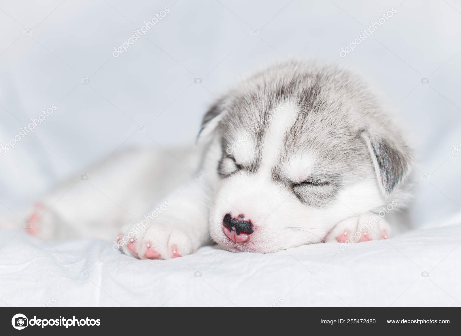 Cute siberian husky puppy sitting on white background Stock Photo ...