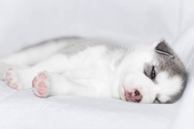 Beyaz arka plan üzerinde oturan sevimli Sibirya husky yavrusu