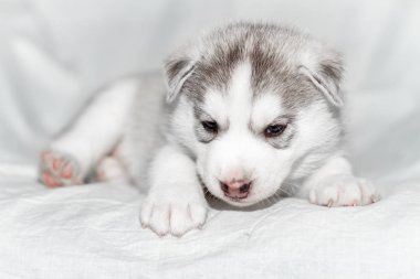 Beyaz arka plan üzerinde oturan sevimli Sibirya husky yavrusu