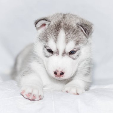 Beyaz arka plan üzerinde oturan sevimli Sibirya husky yavrusu