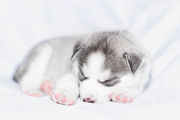 น่ารัก ไซบีเรีย husky ลูกหมานั่งบนพื้นหลังสีขาว — ภาพถ่ายสต็อก