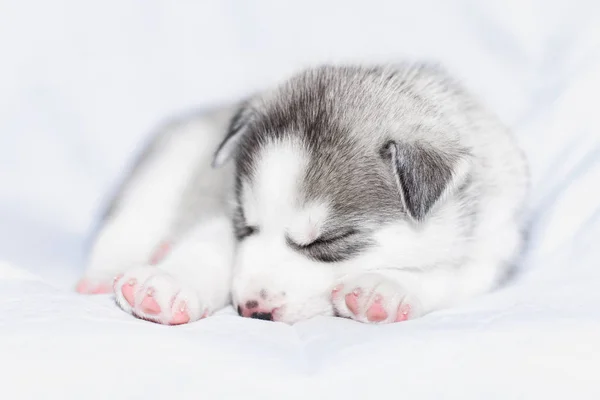 Cute siberian husky puppy sitting on white background — Stock Photo, Image