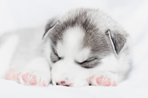 น่ารัก ไซบีเรีย husky ลูกหมานั่งบนพื้นหลังสีขาว — ภาพถ่ายสต็อก