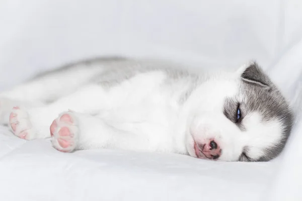 Carino siberiano husky cucciolo seduta su sfondo bianco — Foto Stock