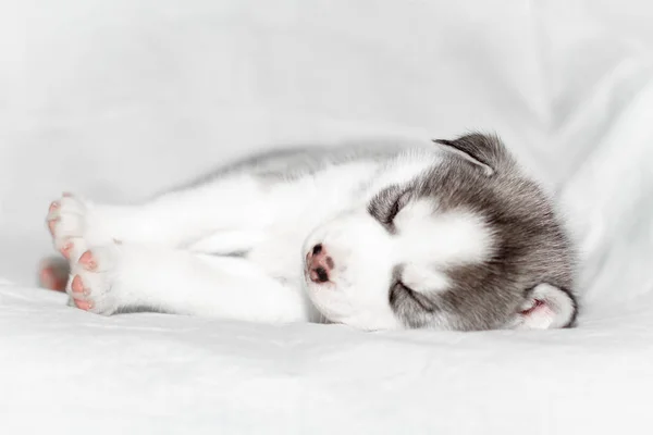 Cute siberian husky puppy sitting on white background — Stock Photo, Image