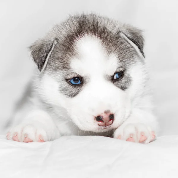 흰색 바탕에 앉아 귀여운 시베리안 허스키 강아지 — 스톡 사진