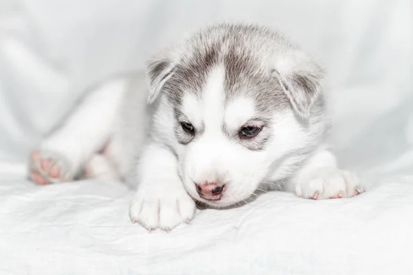 Lindo cachorro husky siberiano sentado sobre fondo blanco —  Fotos de Stock