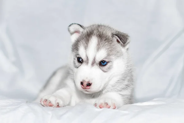흰색 바탕에 앉아 귀여운 시베리안 허스키 강아지 — 스톡 사진