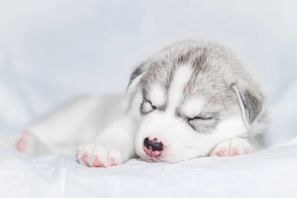 Bonito filhote de cachorro siberiano husky sentado no fundo branco — Fotografia de Stock