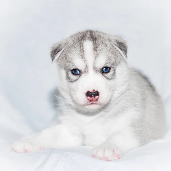 Beyaz arka plan üzerinde oturan sevimli Sibirya husky yavrusu — Stok fotoğraf