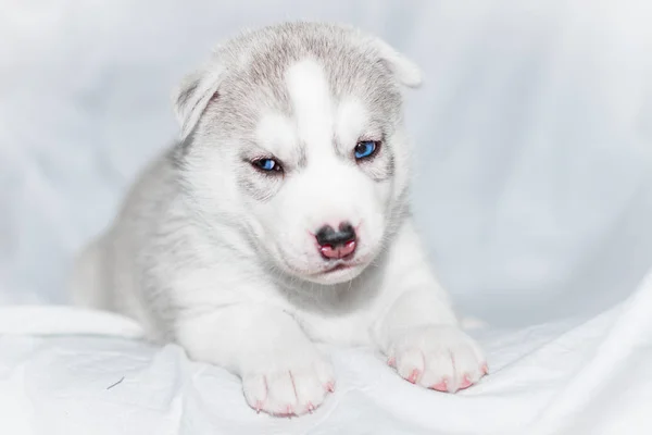 Lindo cachorro husky siberiano sentado sobre fondo blanco —  Fotos de Stock