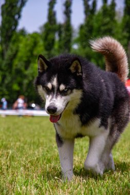 Sibirya Husky çim alanında koşmak. Parkta oynayan köpek.