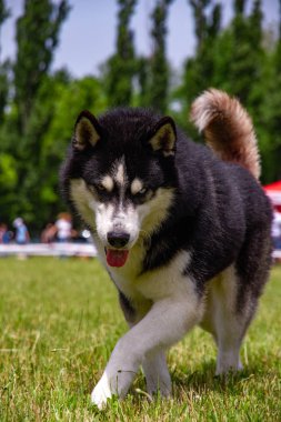 Sibirya Husky çim alanında koşmak. Parkta oynayan köpek.