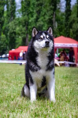 Genç bir Sibirya husky erkek köpek kurutulmuş çim üzerinde oturuyor.
