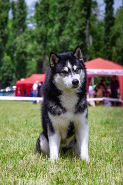 Genç bir Sibirya husky erkek köpek kurutulmuş çim üzerinde oturuyor.