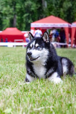 Genç bir Sibirya husky erkek köpek kurutulmuş çim üzerinde oturuyor.