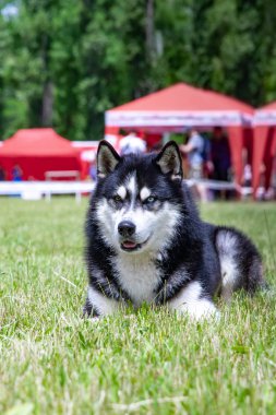 Genç bir Sibirya husky erkek köpek kurutulmuş çim üzerinde oturuyor.