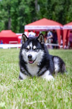 Genç bir Sibirya husky erkek köpek kurutulmuş çim üzerinde oturuyor.