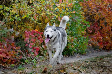 Parlak sarı sonbahar ormanda çalışan dışarı asılı tonque ile sevimli ve mutlu köpek ırkı Sibirya husky Portresi. Altın sonbahar ormanda sevimli gri ve beyaz husky köpek