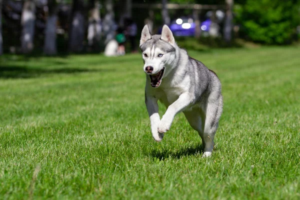 Sibirya Husky çim alanında koşmak. Parkta oynayan köpek. — Stok fotoğraf