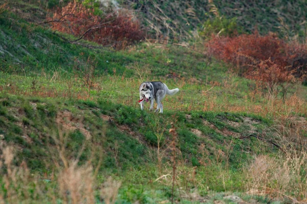 Husky siberiano correr no campo de grama. Cão brincando no parque . — Fotografia de Stock