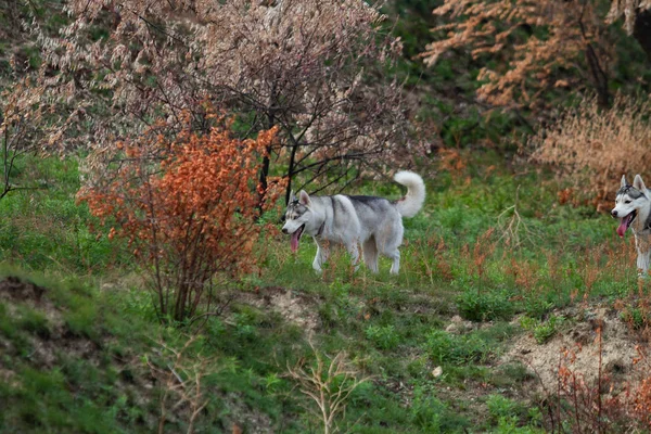 Husky siberiano correr no campo de grama. Cão brincando no parque . — Fotografia de Stock