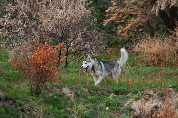 Husky siberiano correr en el campo de hierba. Perro jugando en el parque . —  Fotos de Stock