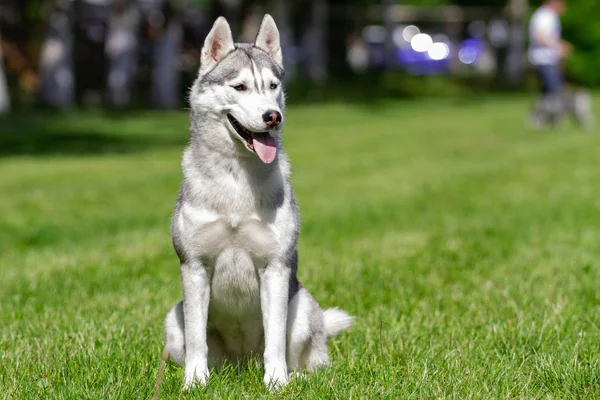 Un joven perro macho husky siberiano está sentado sobre hierba seca . —  Fotos de Stock