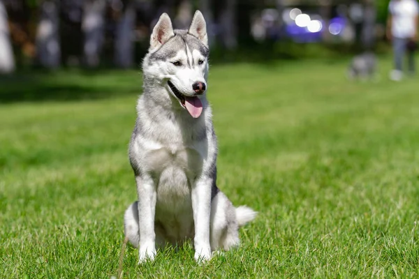 Un joven perro macho husky siberiano está sentado sobre hierba seca . —  Fotos de Stock