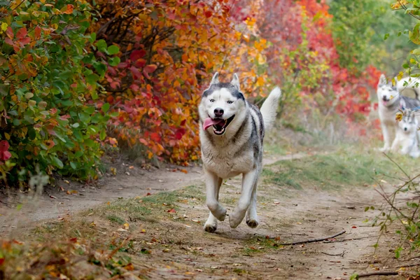 Retrato de perro lindo y feliz raza husky siberiano con tonque pasar el rato corriendo en el brillante bosque de otoño amarillo. Lindo perro husky gris y blanco en el bosque de otoño de oro —  Fotos de Stock