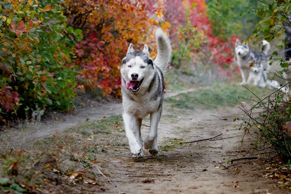 Parlak sarı sonbahar ormanda çalışan dışarı asılı tonque ile sevimli ve mutlu köpek ırkı Sibirya husky Portresi. Altın sonbahar ormanda sevimli gri ve beyaz husky köpek — Stok fotoğraf