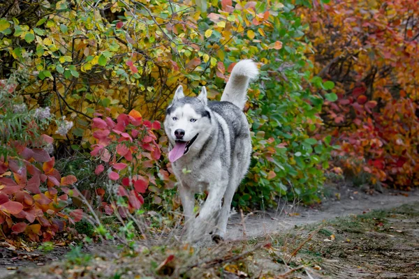 Портрет милой и счастливой собаки породы сибирской хаски с тонком висит в ярко-желтом осеннем лесу. Симпатичная собака породы хаски в золотистом осеннем лесу — стоковое фото