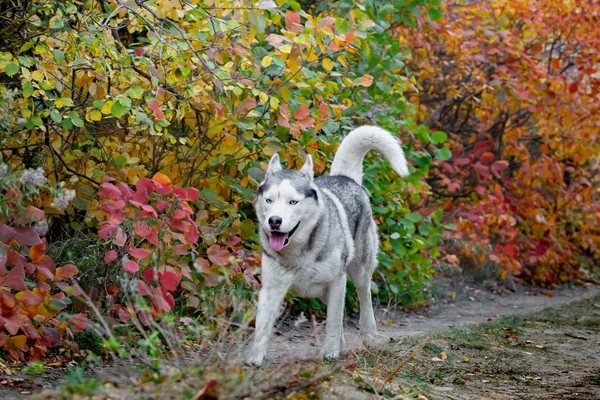 Retrato de perro lindo y feliz raza husky siberiano con tonque pasar el rato corriendo en el brillante bosque de otoño amarillo. Lindo perro husky gris y blanco en el bosque de otoño de oro —  Fotos de Stock
