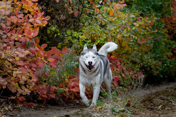 Parlak sarı sonbahar ormanda çalışan dışarı asılı tonque ile sevimli ve mutlu köpek ırkı Sibirya husky Portresi. Altın sonbahar ormanda sevimli gri ve beyaz husky köpek — Stok fotoğraf