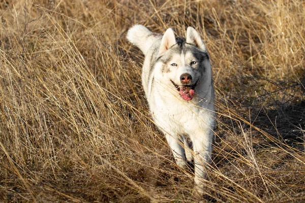 Retrato de perro lindo y feliz raza husky siberiano con tonque pasar el rato corriendo en el brillante bosque de otoño amarillo. Lindo perro husky gris y blanco en el bosque de otoño de oro —  Fotos de Stock