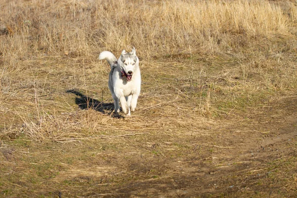 Retrato de perro lindo y feliz raza husky siberiano con tonque pasar el rato corriendo en el brillante bosque de otoño amarillo. Lindo perro husky gris y blanco en el bosque de otoño de oro —  Fotos de Stock