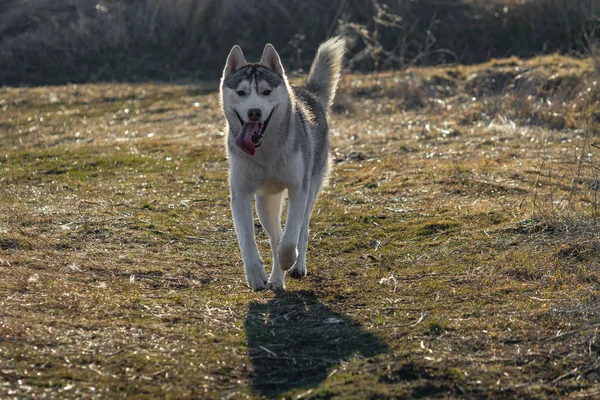 Retrato de perro lindo y feliz raza husky siberiano con tonque pasar el rato corriendo en el brillante bosque de otoño amarillo. Lindo perro husky gris y blanco en el bosque de otoño de oro —  Fotos de Stock