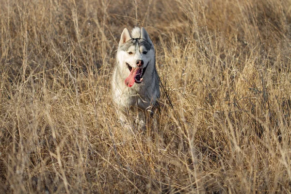Retrato de perro lindo y feliz raza husky siberiano con tonque pasar el rato corriendo en el brillante bosque de otoño amarillo. Lindo perro husky gris y blanco en el bosque de otoño de oro — Foto de Stock